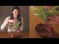 Tillandsia streptophylla Houseplant Care – 352 of 365