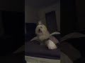 My dog wants attention