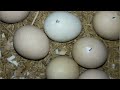 Best Egg incubator at home | Cheap and simple Egg Incubator