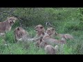 12 LIONS attack LEOPARD!