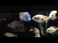 African Cichlids