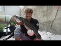 Rejeki Nomplok..!! Dapat Ikan Gabus Babon Di Datangi Emak-Emak Taiwan