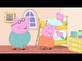 Señorita Conejo Púrpura | Peppa Pig en Español - Dibujos Animados Español Latino