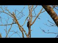 Male Pileated Woodpecker Making His Classic Call