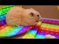 Hamster Pop It Maze Escape 🐹🌈