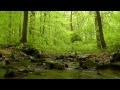 60 minutes of Woodland Ambiance | Trickling Stream & Birds Sounds