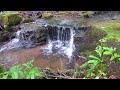 Relax with nature | woodland falls and bird song ambience