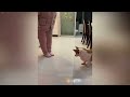 You Laugh You Lose😹Funniest Dogs and Cats 2024😻🐶