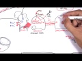 Endocrinology - Calcium and Phosphate Regulation