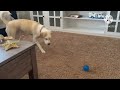 Adorable Dog Video - My Pet Dog by Alexander Channel