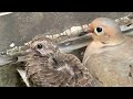 Mourning Dove's nest building and feeding chicks crop milk