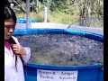 Effective system to grow catfish (clarias batrichus)