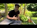 How to Cut Back and Prune Banana Tree the RIGHT WAY. Most Farmers don’t know this.