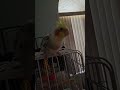 birb eats the top of your head