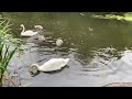 Happy duck and swan families! #ducks #swan #birdfamily #nature #lake #naturelovers #lovely #peaceful