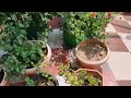 Garden Tour | Ground Garden | Satisfying Garden | Rose Collection | Sevvandhi Collection #gardening