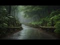 Sound of calm rain falling in the forest with big trees | Rain sounds for deep sleep, meditation