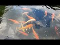 COLORFUL KOI FISH RELAXING  #koi #fish #nature #relaxing