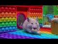 🐹Hamster Pool Maze Escape with Pop It 🐹🌈