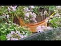 Relaxing Calming Meditation - Sound of rain #rainyday