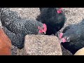 Chickens enjoy a seed block treat for the first time!