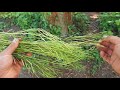 Wild Edibles with Sergei Boutenko | Learn How to Forage for 25 Tasty Plants