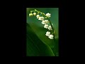 Lily of the Valley Slideshow