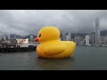 Rubber Duck @ Hong Kong