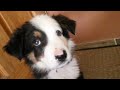 Border Collie Puppy performing tricks @ 8 weeks