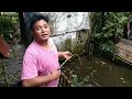 mancing lele ful babon,terganas di dunia😂bikin warga satu kampung heboh.tanpa rekayasa