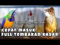 🔴MASTERAN AUDIO JERNIH || CUCAK CUNGKOK || KAPAS TEMBAK || CUCAK JENGGOT ✔️