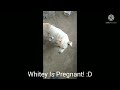 Shes Pregnant!!!! :D