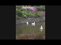 Nature | Flower Garden | Swans | Relaxing Meditation Music