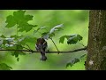 Зяблик | Chaffinch | Fringilla coelebs | Птахи Вінниччини