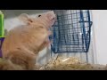 SLOW MOTION Rat moisturizing nostrils
