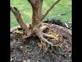 Bonsai lover: Repotting a bonsai