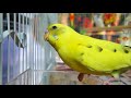 LONELY parakeets// HELP the budgies chirp and sing