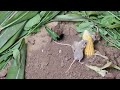 Cat TV desert mouse real jerry hole / burrows hide & seek for food | 8 hour 4k UHD