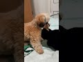 Pet ko dog Jiji 🐕 she playing with toy