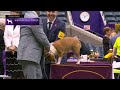 Miniature Bull Terriers | Breed Judging 2023