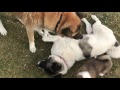 Akita puppies playing