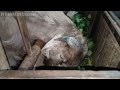 Cara aman pemberian pakan rumput basah untuk kambing|| agar kambing terhindar masuk angin