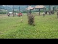 Cute Baby Elephant Gets Frustrated After Chasing A Dog