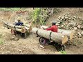Skilled wood taxi workers carrying large logs
