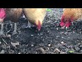 Chickens eating ants