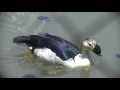 Birds of northern South Africa part 1
