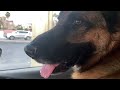 German Shepherd First Time at Car Wash