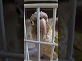 Genius Greencheek Conure BUILDS HOUSE with ROOMS!