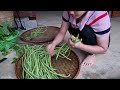 Harvest Garden Vegetables, Melons, Beans, Bitter Melon Bring to the market to sell | Trieu Thi Thuy