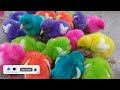 World Chickens, Colorful Chickens, Rainbows Chickens, Rabbits,Cute Animals🐥🐣Chick's, #youtubeshorts